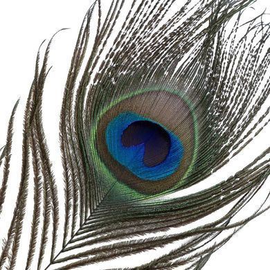Лоскутка LOCKINK SEVANDA Natural Peacock Flirting Feather Tickler, перо павлина